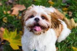 Shih Tzu Puppies Puppies For Sale In Pune