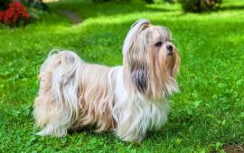 Shih Tzu Puppies Puppies For Sale In Pune