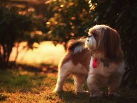 Shih Tzu Puppies Puppies For Sale In Pune