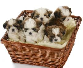 Shih Tzu Puppies Puppies For Sale In Pune