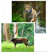 BOOK MY SAFARI - Experience the thrill of the wild