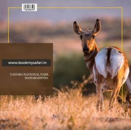 BOOK MY SAFARI - Experience the thrill of the wild