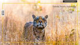 BOOK MY SAFARI - Experience the thrill of the wild