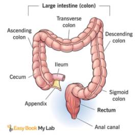 sigmoidoscopy Test centre in Delhi NCR |Easy Book 