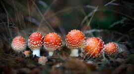 Buy magic mushrooms online 