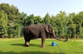 Elephant ride in jaipur