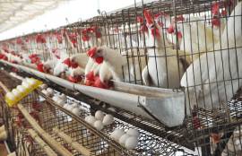 Egg Wholesale Price in Namakkal  | SriSelvalakhmi 